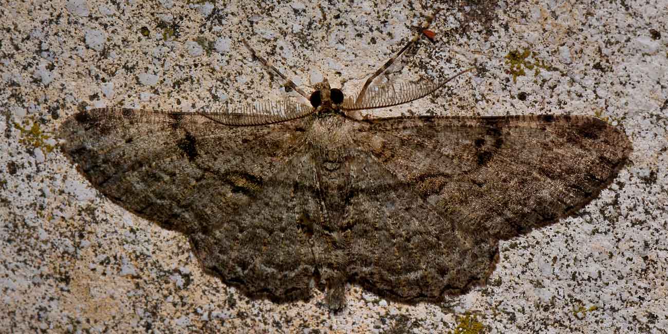 Geometridae? S, maschio di  Peribatodes rhomboidaria